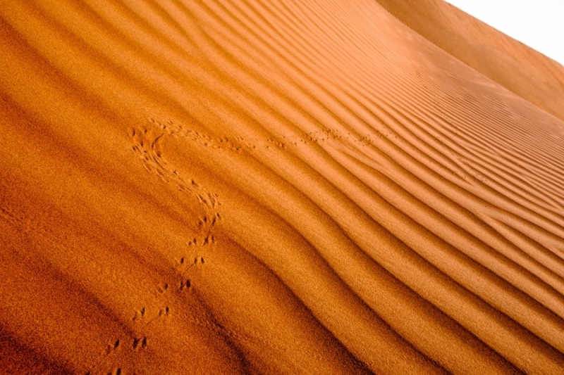 Sand dune, Wahiba Sands