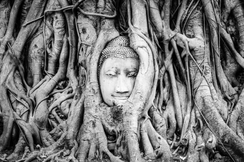 Buddha Head, Ayutthaya