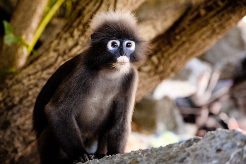 Monkey, Ang Thong National Park