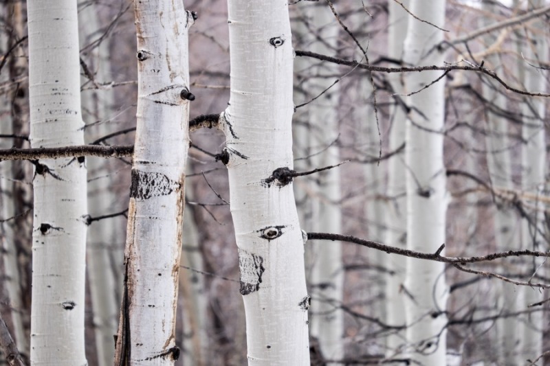 Aspens, La Sal Mountains, UT